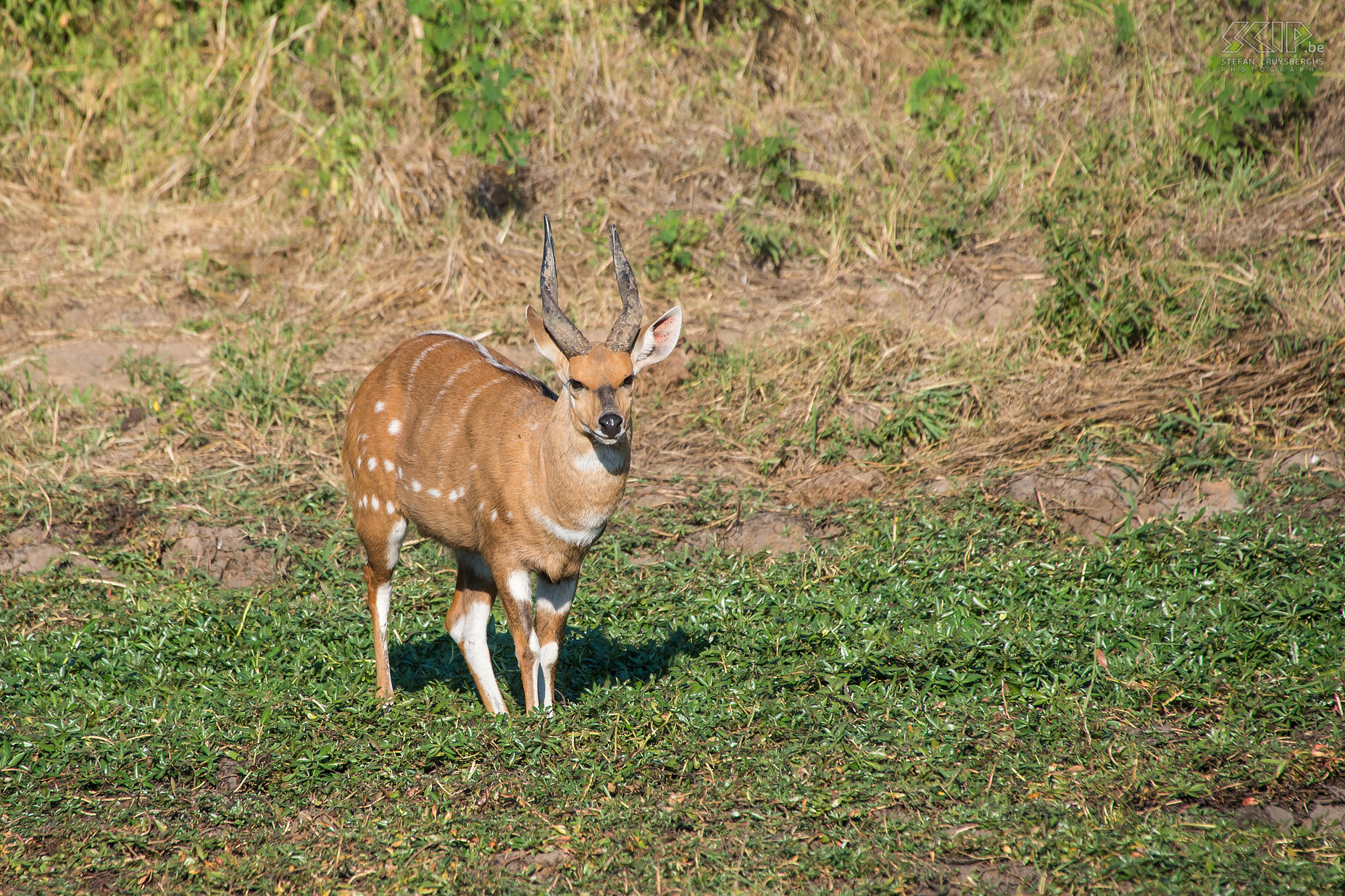 South Luangwa - Bosbok Mannelijk bosbok (Bushbuck, Tragelaphus scriptus) Stefan Cruysberghs